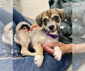 Mutt Dogs for adoption in San Francisco, CA, USA