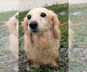 Dachshund Dogs for adoption in Shelbyville, TN, USA