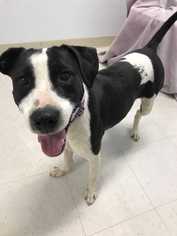 Lab-Pointer Dogs for adoption in Williston, VT, USA