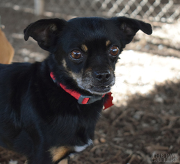 Chihuahua-Unknown Mix Dogs for adoption in Plano, TX, USA
