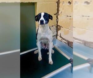 American Pit Bull Terrier-Unknown Mix Dogs for adoption in Tulsa, OK, USA