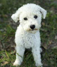 Maltipoo Dogs for adoption in Santa Fe, TX, USA