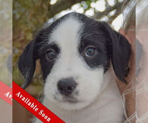 Australian Shepherd-Unknown Mix Dogs for adoption in Huntley, IL, USA