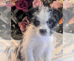 Japanese Chin-Unknown Mix Dogs for adoption in Bon Carbo, CO, USA