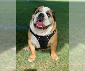 Bulldog Dogs for adoption in San Jose, CA, USA