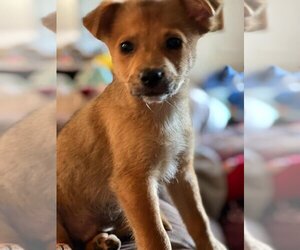 Cadoodle Dogs for adoption in Scottsboro, AL, USA