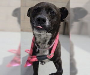 Mutt Dogs for adoption in Salinas, CA, USA