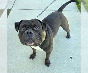 American Pit Bull Terrier Dogs for adoption in Long Beach, CA, USA