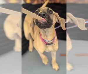 American Pit Bull Terrier-Unknown Mix Dogs for adoption in Evansville, IN, USA