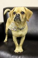 Puggle Dogs for adoption in Colfax, IL, USA