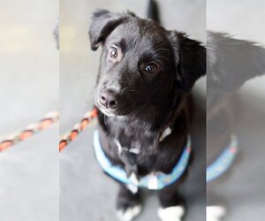 Borador Dogs for adoption in Crystal , MN, USA