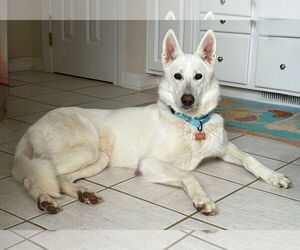 - Mix Dogs for adoption in Hoffman Estates, IL, USA
