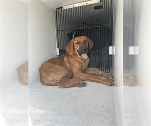 Redbone Coonhound Dogs for adoption in Houston, TX, USA