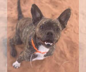 Boston Terrier Dogs for adoption in Kanab, UT, USA