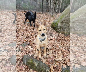 German Shepherd Dog-Unknown Mix Dogs for adoption in Hoffman Estates, IL, USA