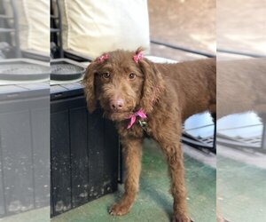 Labradoodle Dogs for adoption in Holly Springs, NC, USA