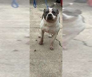 Staffordshire Bull Terrier Dogs for adoption in Houston, TX, USA