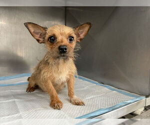 Toy Fox Terrier-Unknown Mix Dogs for adoption in San Bernardino, CA, USA