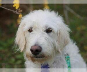 Labradoodle Dogs for adoption in Cookeville, TN, USA
