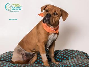 Bully Bordeaux Dogs for adoption in Camarillo, CA, USA