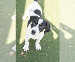 Coonhound-Unknown Mix Dogs for adoption in Salem, MA, USA