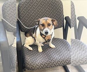 Jack Russell Terrier Dogs for adoption in Alexandria, KY, USA