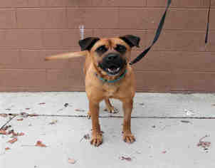 Boxer-German Shepherd Dog Mix Dogs for adoption in Bowling Green, OH, USA