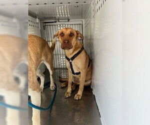 Chinese Shar-Pei-Unknown Mix Dogs for adoption in Stockton, CA, USA