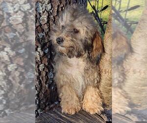 Poochon Dogs for adoption in Cumming, GA, USA