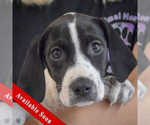 Beagle-Brittany Mix Dogs for adoption in Huntley, IL, USA