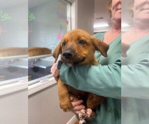 Australian Retriever Dogs for adoption in Bolivar, MO, USA