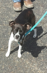 Boston Terrier-Unknown Mix Dogs for adoption in Akron, OH, USA