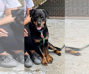 Rottweiler Dogs for adoption in Boston, MA, USA