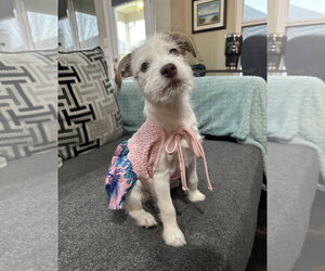 Jack Russell Terrier-Unknown Mix Dogs for adoption in Rosenberg, TX, USA