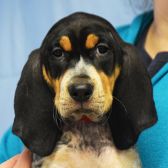Medium Photo #1 Bluetick Coonhound Puppy For Sale in Huntley, IL, USA