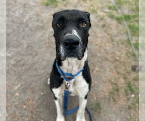 Great Dane-Unknown Mix Dogs for adoption in San Bernardino, CA, USA
