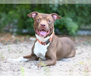Labrador Retriever-Unknown Mix Dogs for adoption in Tavares, FL, USA