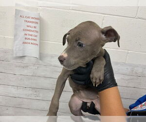 American Pit Bull Terrier Dogs for adoption in San Bernardino, CA, USA