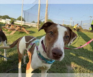 Mutt Dogs for adoption in Coralville, IA, USA