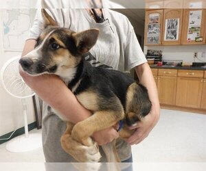 Australian Shepherd-German Shepherd Dog Mix Dogs for adoption in Oroville, CA, USA