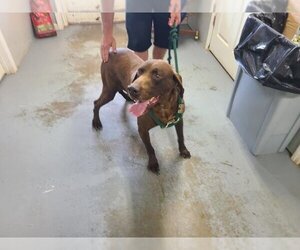 German Shorthaired Pointer Dogs for adoption in Athens, AL, USA