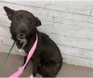 Chihuahua-Unknown Mix Dogs for adoption in San Bernardino, CA, USA