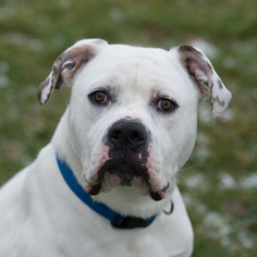 American Bulldog Dogs for adoption in Howell, MI, USA
