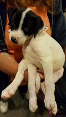 Medium Photo #1 American Bulldog-Unknown Mix Puppy For Sale in Katy, TX, USA