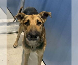 German Shepherd Dog Dogs for adoption in San Bernardino, CA, USA