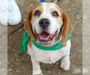 Bagle Hound Dogs for adoption in Washington, DC, USA