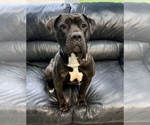 Mutt Dogs for adoption in Spring Lake, NJ, USA