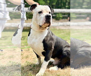 American Bulldog-Labrador Retriever Mix Dogs for adoption in Manahawkin, NJ, USA
