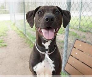 Lab-Pointer Dogs for adoption in Lakewood, CO, USA