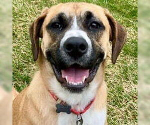 Mutt Dogs for adoption in Canton, CT, USA